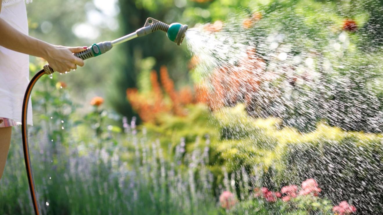 Watering bushes with a garden hose