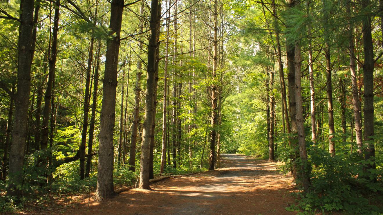 Trail surrounded by tall pine trees