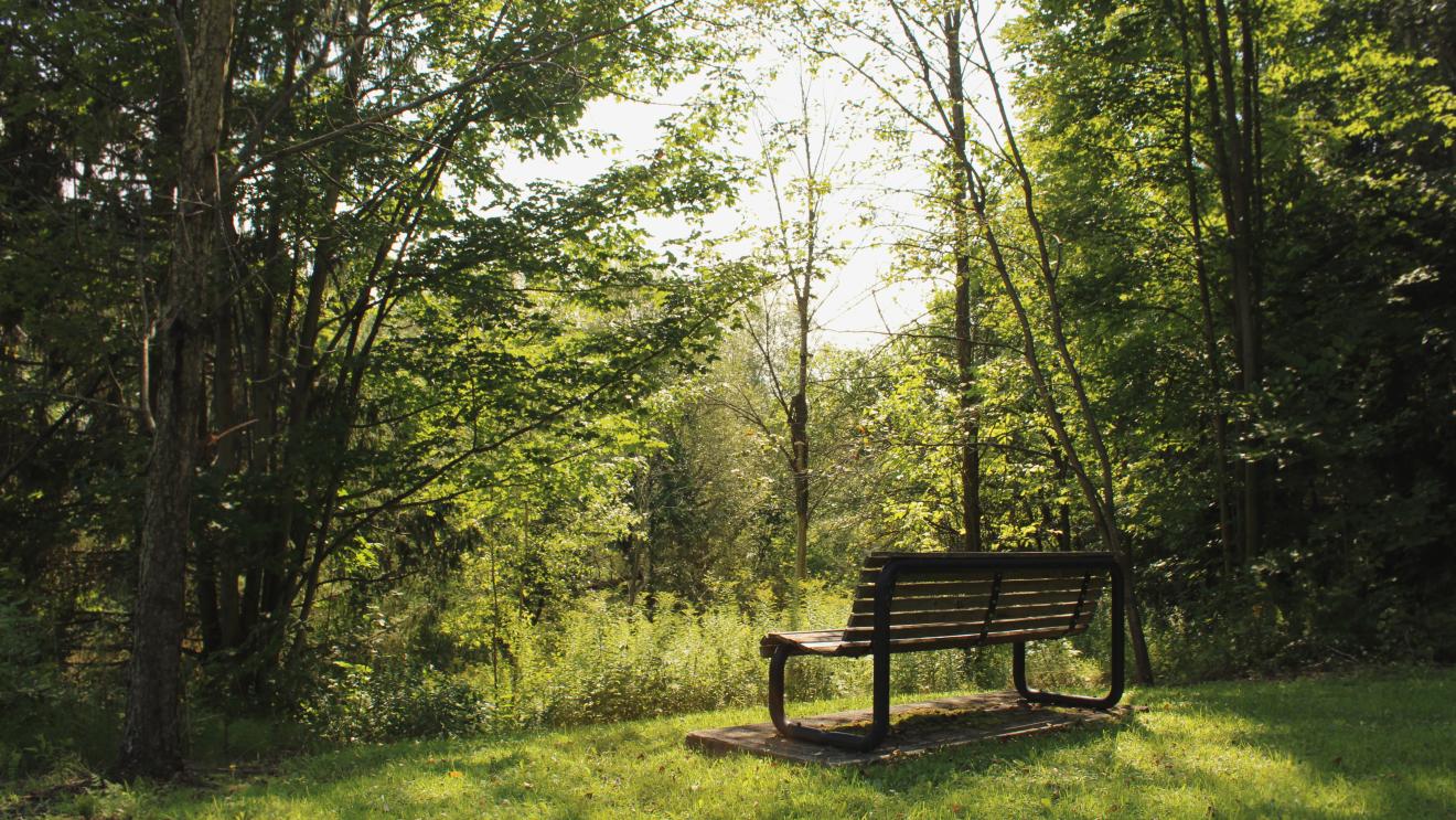 Park bench overlooking a wooden area