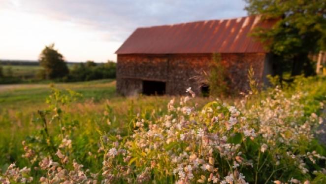 Old barn with red roof in a lush field at sunset, wildflowers in the foreground.