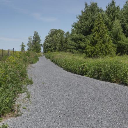 Gravel path winding through lush green trees under a clear blue sky.